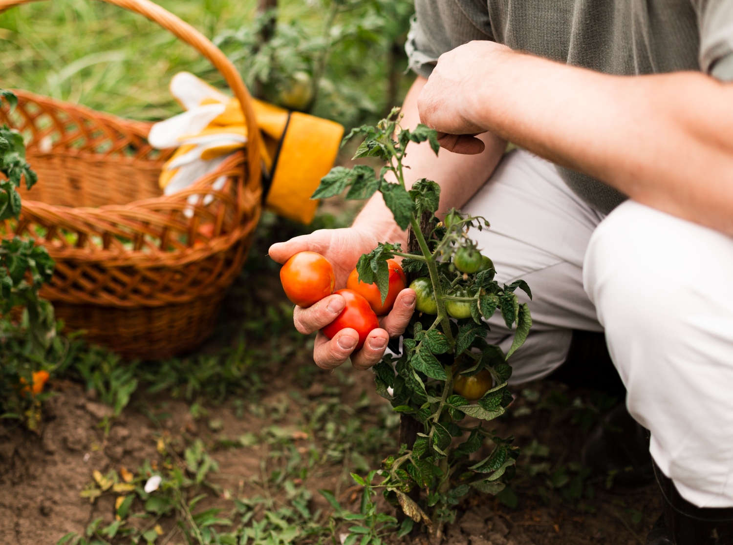 VEGETABLE garden