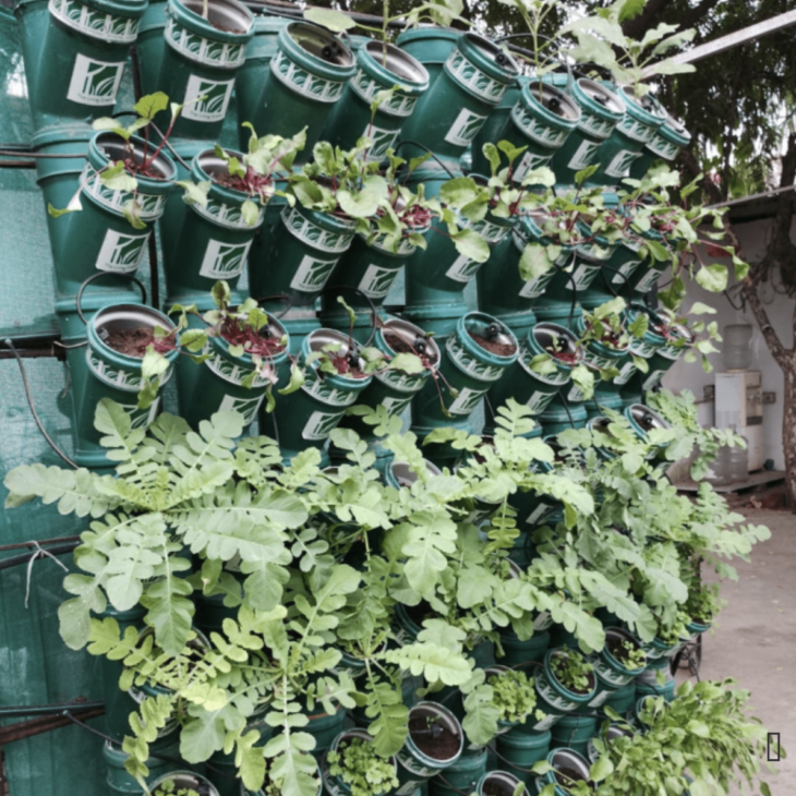 Balcony Gardening