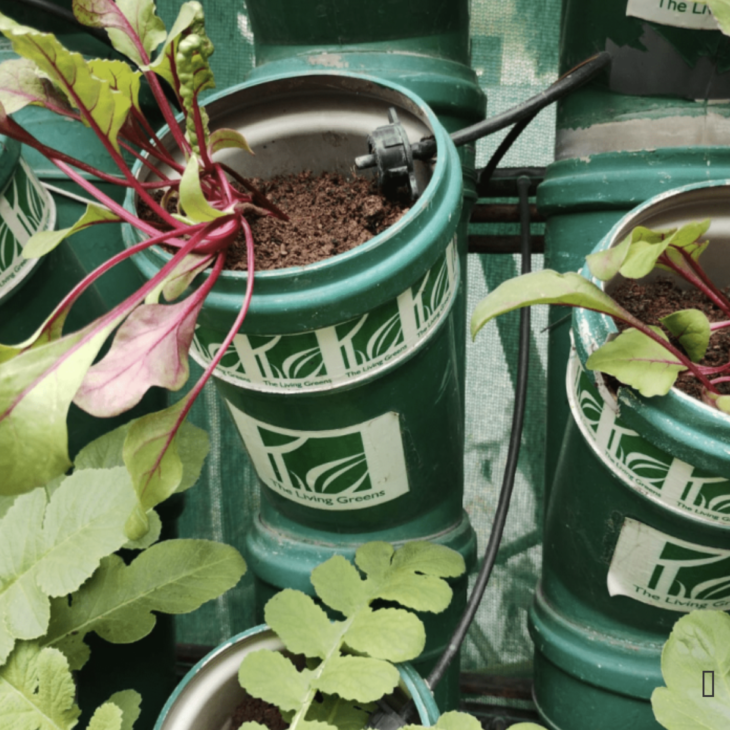 Balcony Gardening