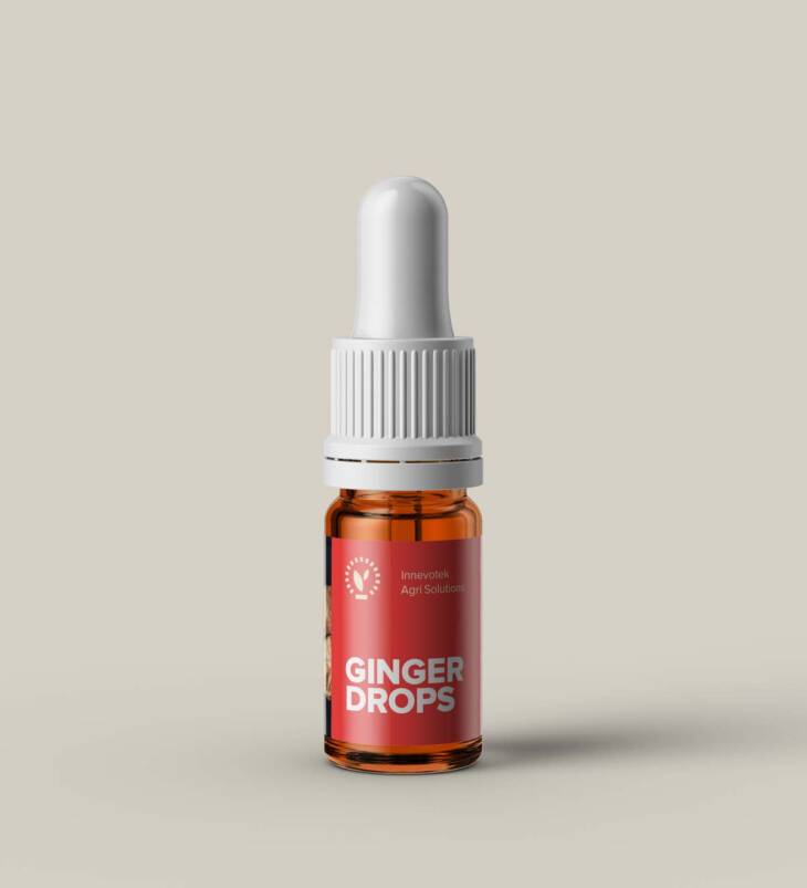 Ginger Drops | Ginger Extract | Adarak Extract | Natural Liquid Extract | No Additives | No Preservatives | Vegan | 5mL (180 drops)